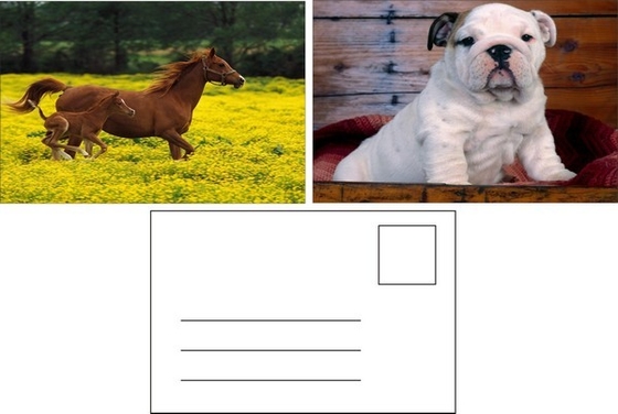 Flip Effect 3D Lenticular Postcard Cute Puppies and Kittens Design
