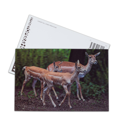 Brown Bear In Alaska Lenticular Card Souvenir Gift Card For Tourist 3d Postcards