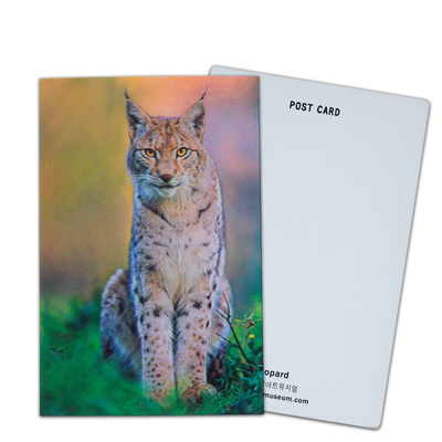 Brown Bear In Alaska Lenticular Card Souvenir Gift Card For Tourist 3d Postcards