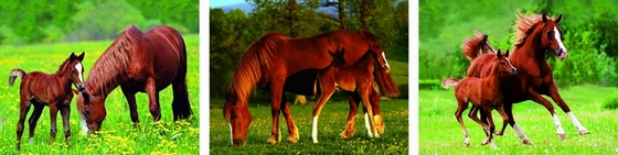 Landscape Animal 3D Custom Lenticular Printing Picture 3 Imaged Flip Poster For Gif