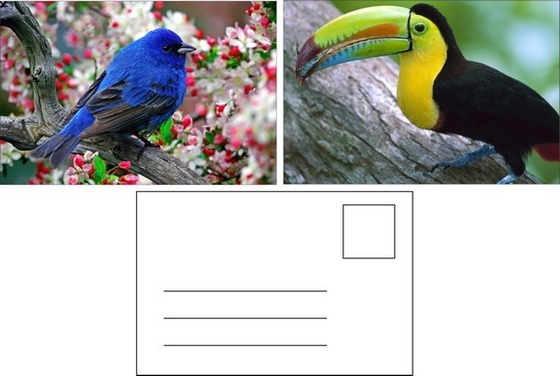 Lenticular Postcard Printing Toucan Wild Animals 3D Postcard for zoo pack sealifes